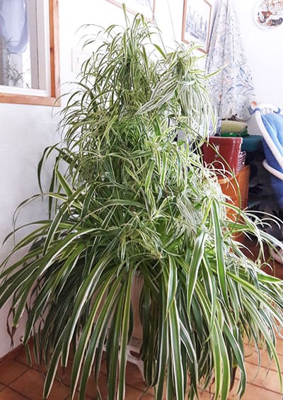 Rönsyliljan hoitovinkki lukijalta